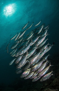 Scads by Tony Cherbas 